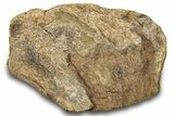 Dinosaur (Triceratops) Bone Section - Montana #300459-1